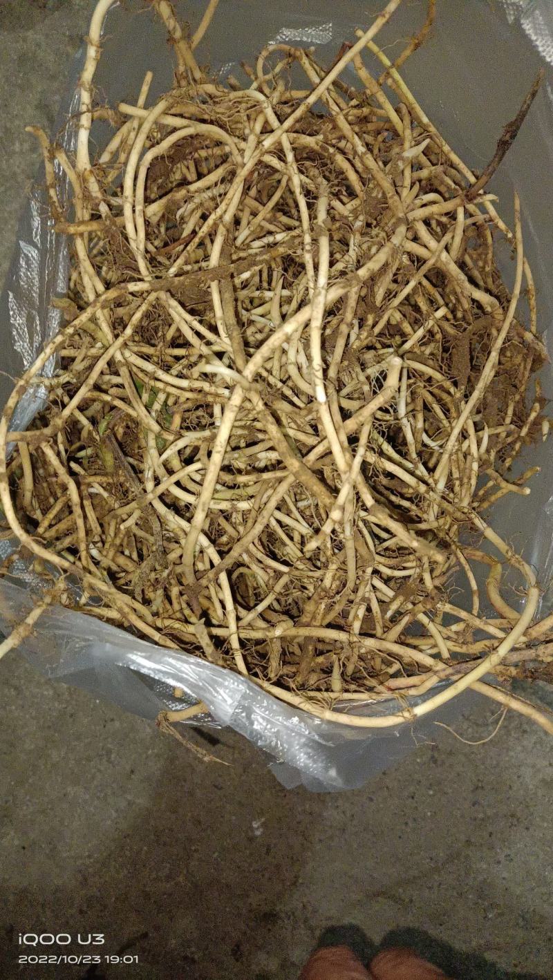 鱼腥草目前现在大量上市