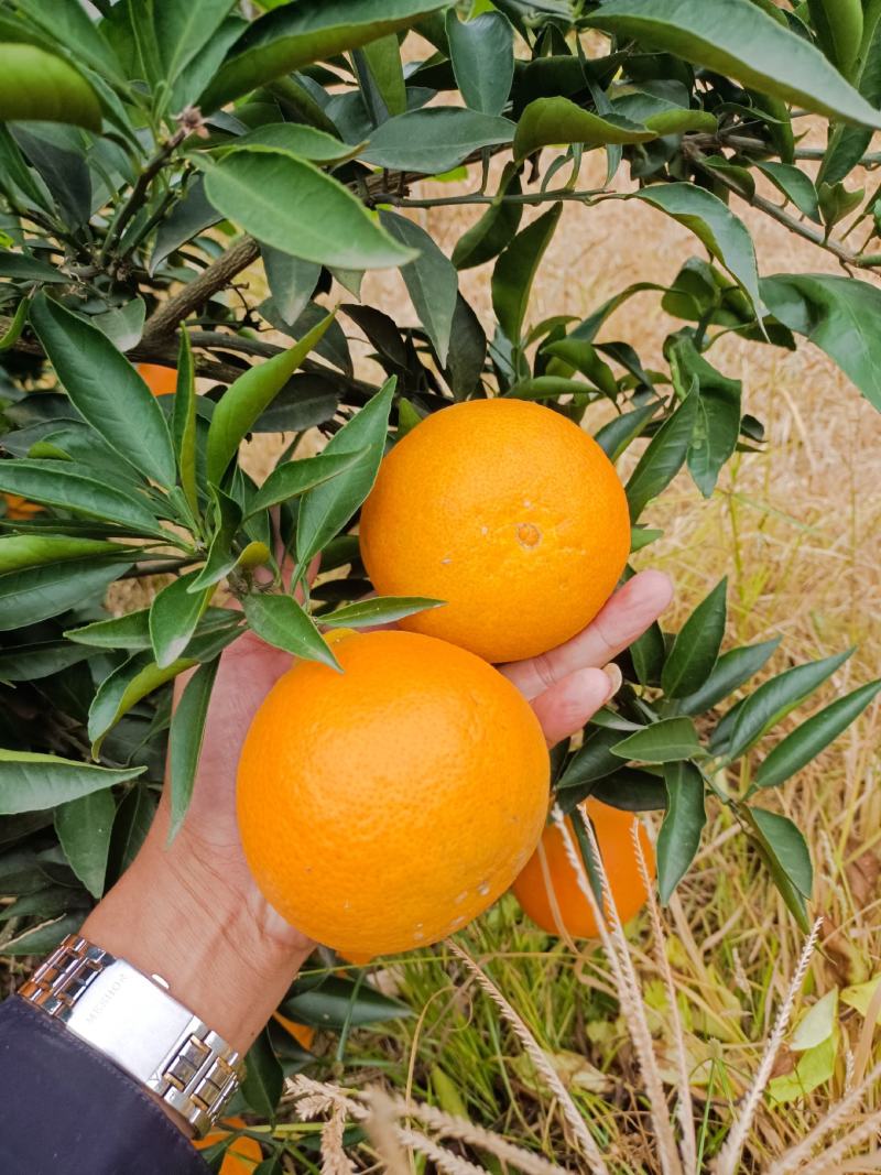 电商爱媛果冻橙