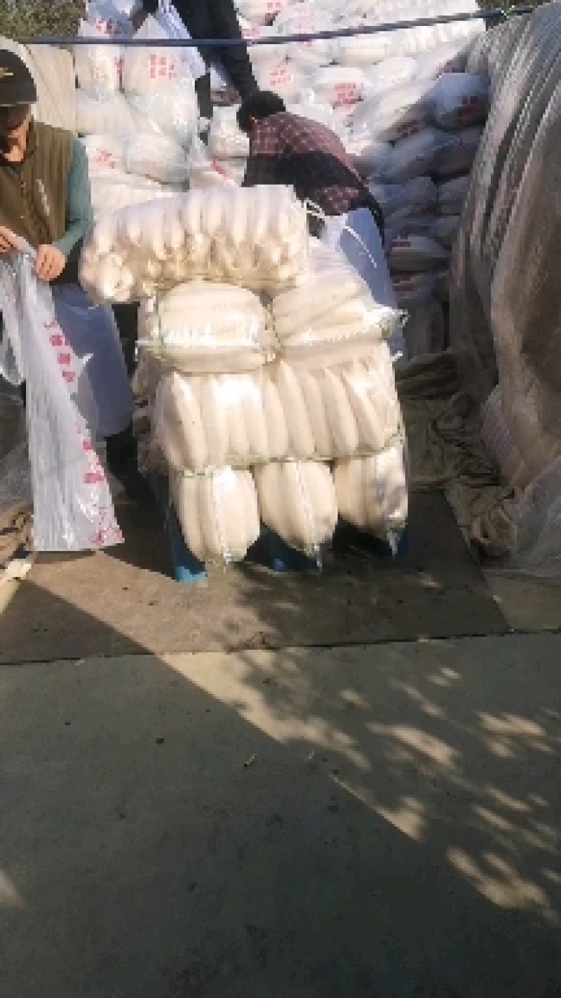 白罗卜大量有货，价格低，产地直供，散装，，有需要的联系我