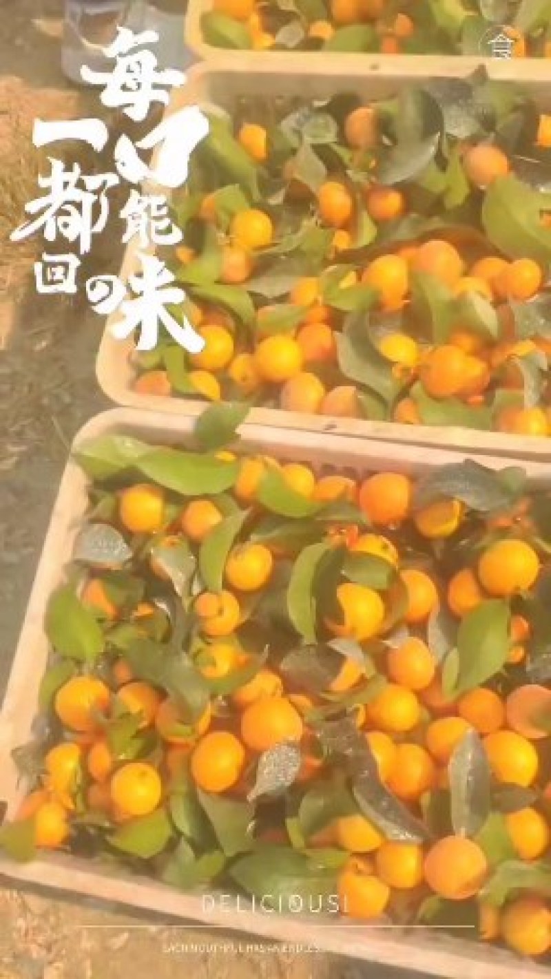 全州金秋沙糖桔可以上市了，果面干净，欢迎老板来