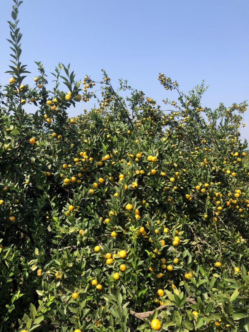 桂林地区南丰蜜橘大量上市中，今年口感特别甜，个头均匀