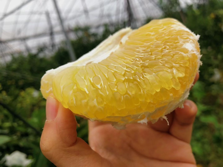 婴儿正在尝试葡萄柚果肉