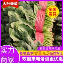 【实力】山东菠菜大量上市，货源充足，现采现发品质保证