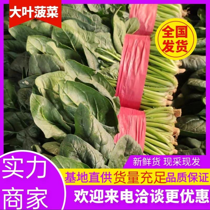 【实力】山东菠菜大量上市，货源充足，现采现发品质保证