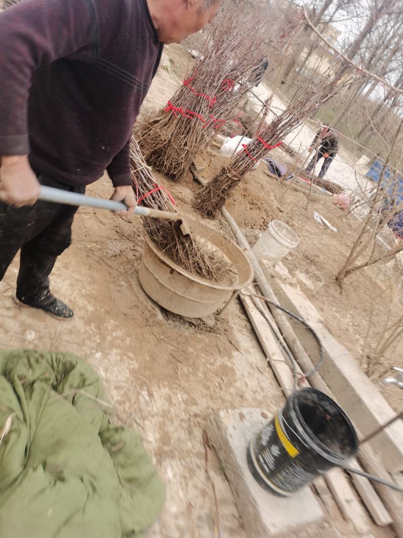 正宗蟠枣苗，品种纯度100%，沙壤地育苗根系发达，