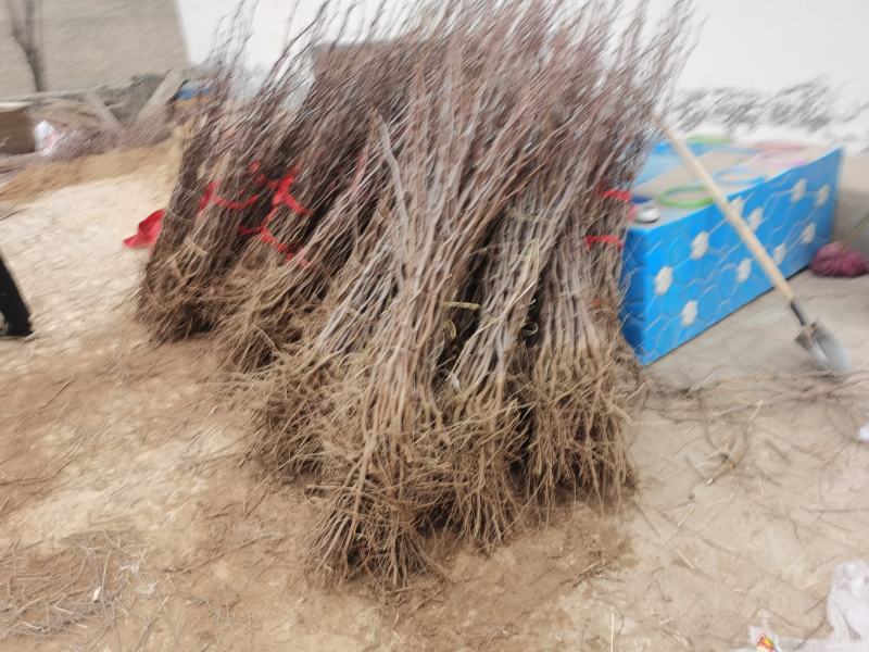 正宗蟠枣苗，品种纯度100%，沙壤地育苗根系发达，