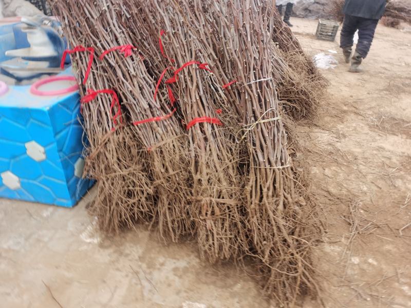 正宗蟠枣苗，品种纯度100%，沙壤地育苗根系发达，