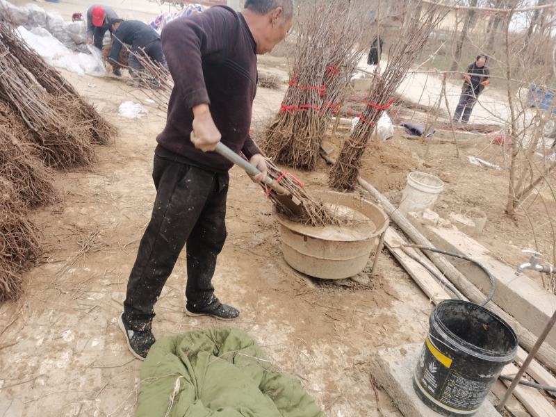 正宗蟠枣苗，品种纯度100%，沙壤地育苗根系发达，