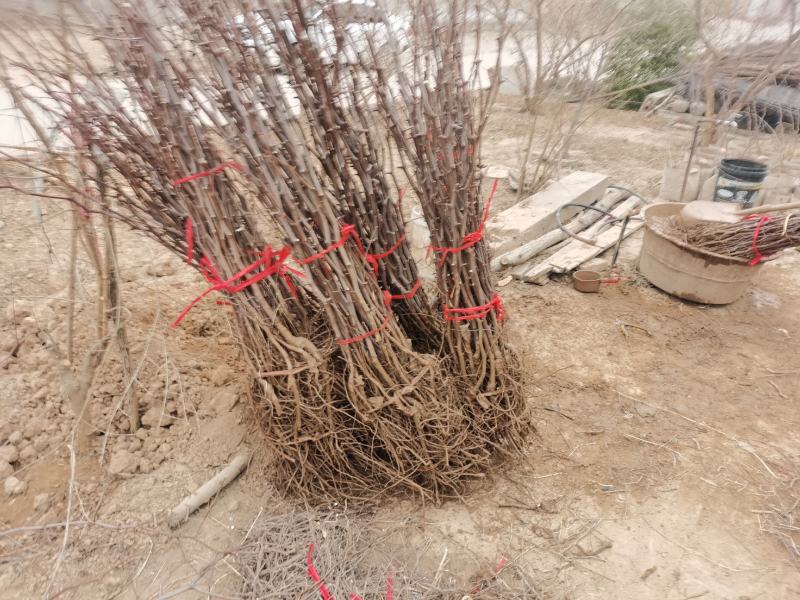 正宗蟠枣苗，品种纯度100%，沙壤地育苗根系发达，