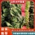 【推荐】山东大叶菠菜，基地现采现发，保质保量，可视频看货