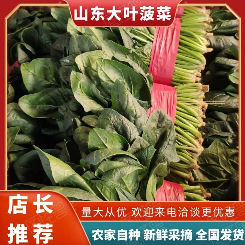 【推荐】山东大叶菠菜，基地现采现发，保质保量，可视频看货