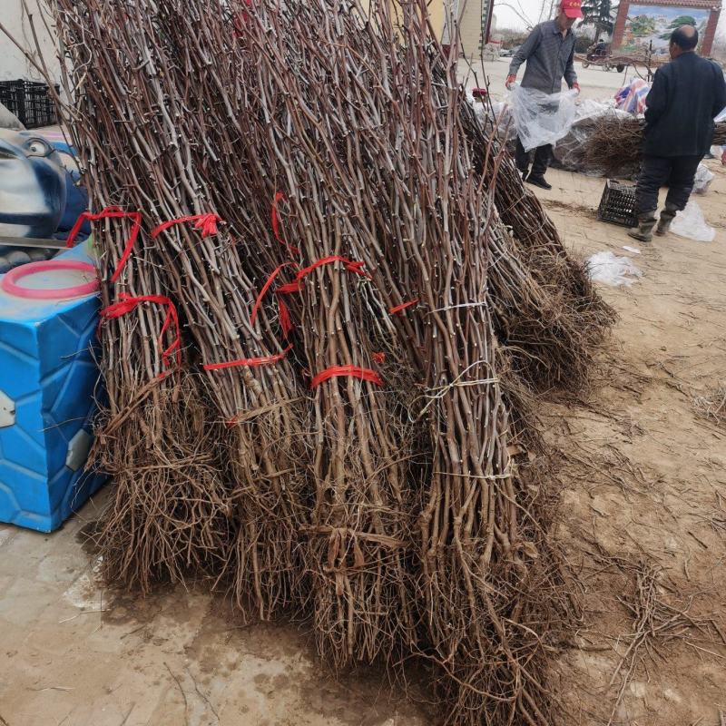 正宗蟠枣苗，品种纯度100%，沙壤地育苗根系发达，