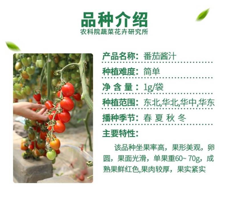 中蔬番茄酱汁樱桃番茄种子酸甜多汁圣女果小番茄盆栽西红柿