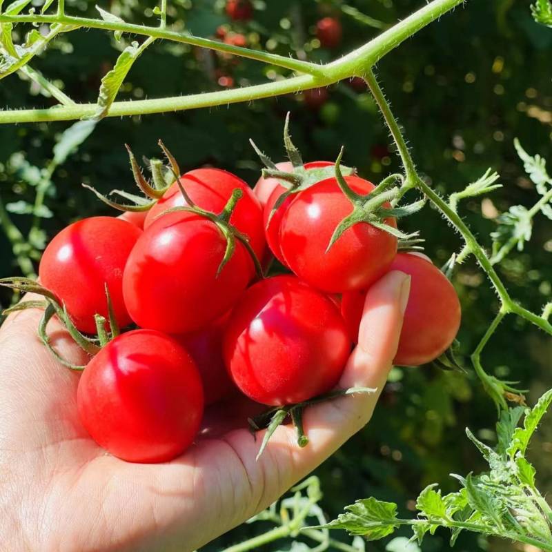 中蔬番茄酱汁樱桃番茄种子酸甜多汁圣女果小番茄盆栽西红柿