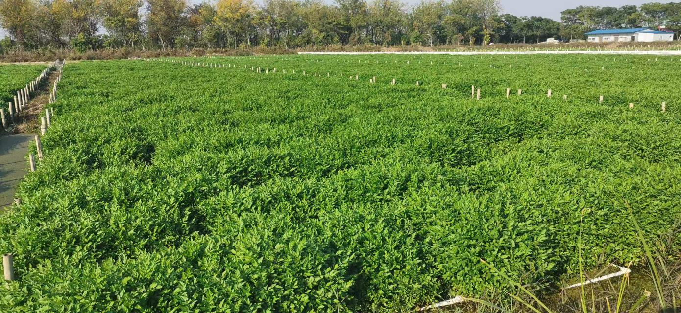 芹菜种植基地实景图