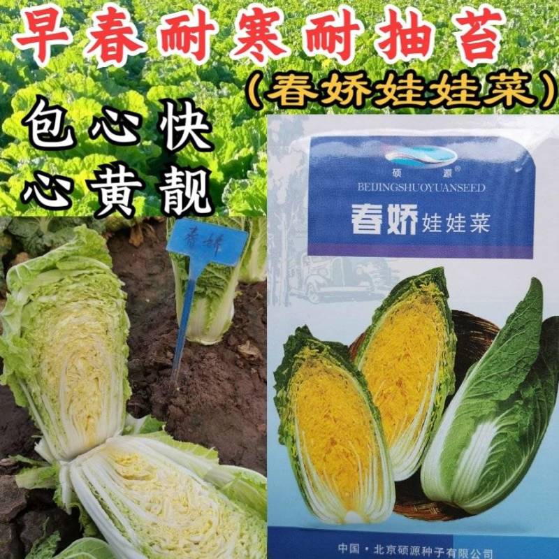 春娇娃娃菜种子耐寒耐抽苔黄心进口春播高品质白菜