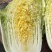 黄心大白菜，颗大，心实，无虫眼，无烧心！