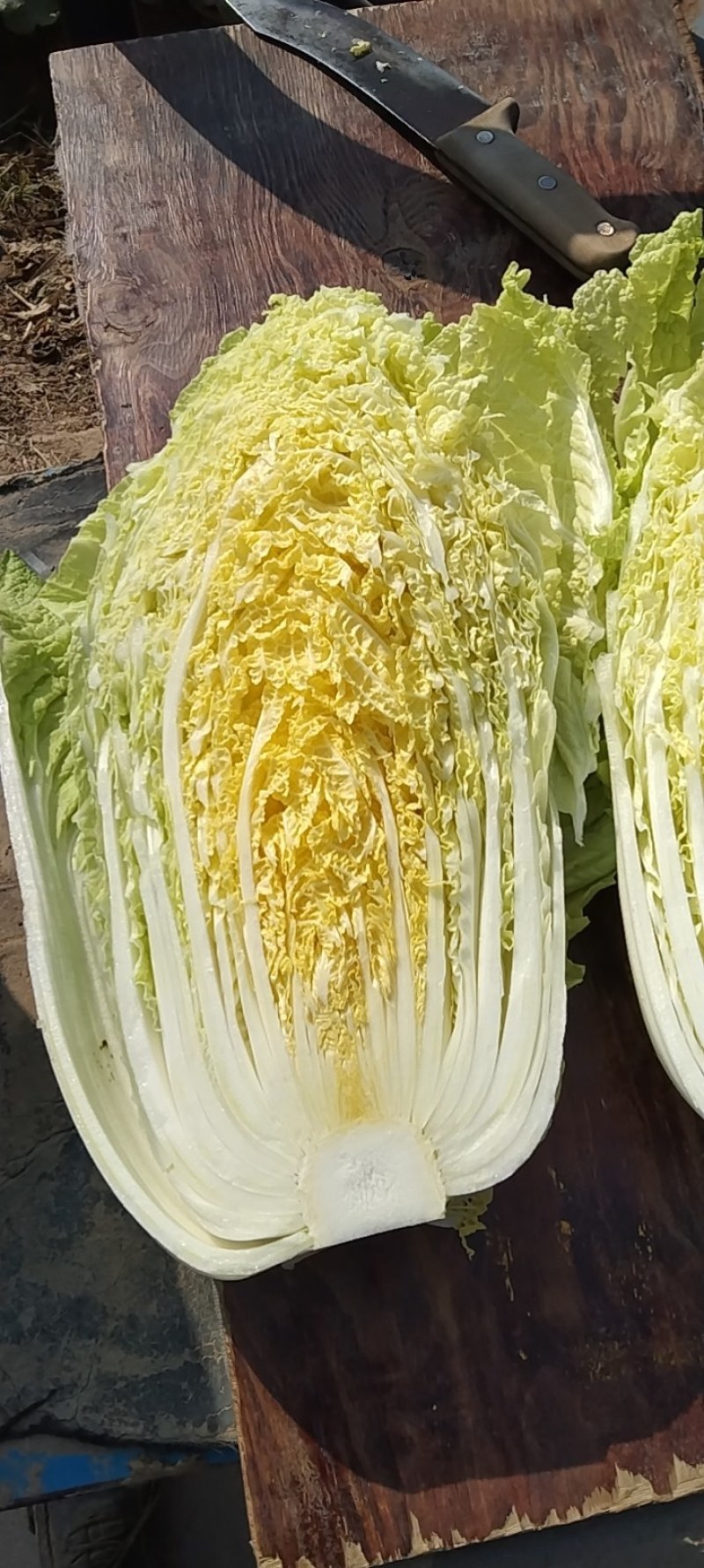 黄心大白菜，颗大，心实，无虫眼，无烧心！