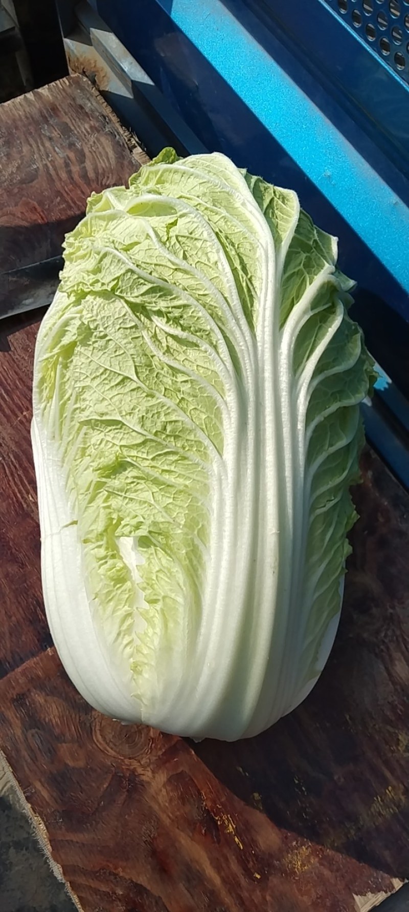黄心大白菜，颗大，心实，无虫眼，无烧心！