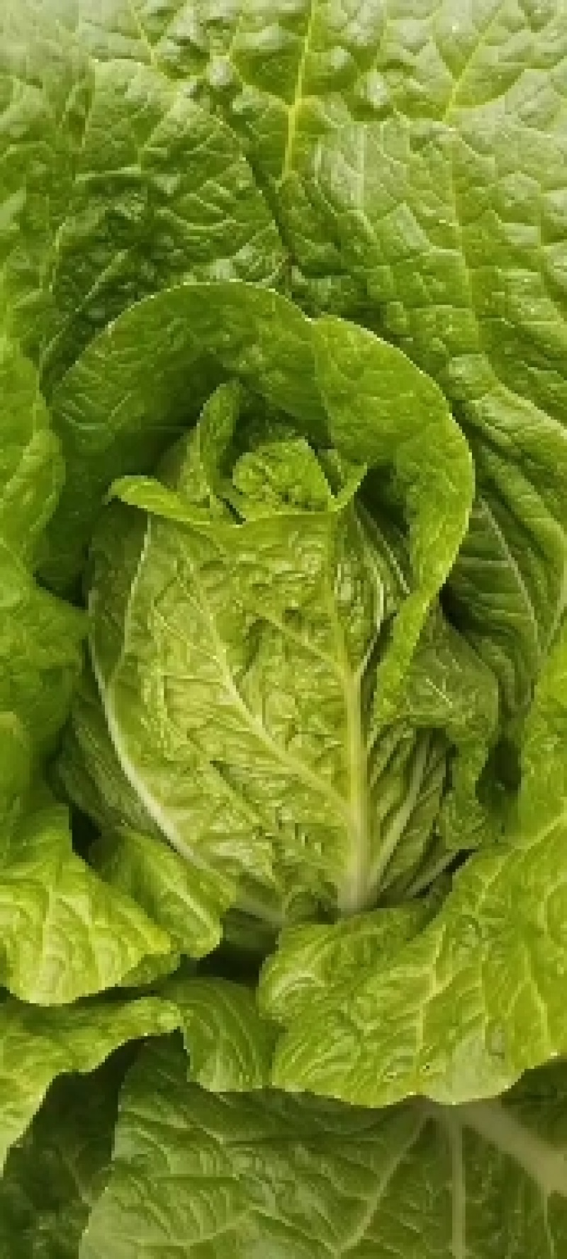 黄心大白菜，颗大，心实，无虫眼，无烧心！