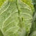 黄心大白菜，颗大，心实，无虫眼，无烧心！