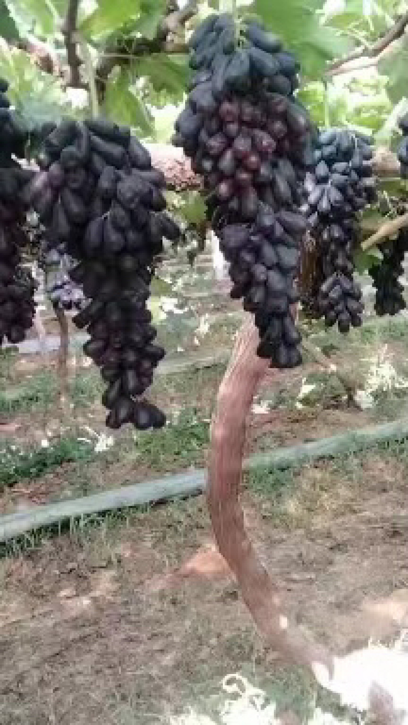 【甜蜜蓝宝石葡萄】种植大户量大从优产地直供