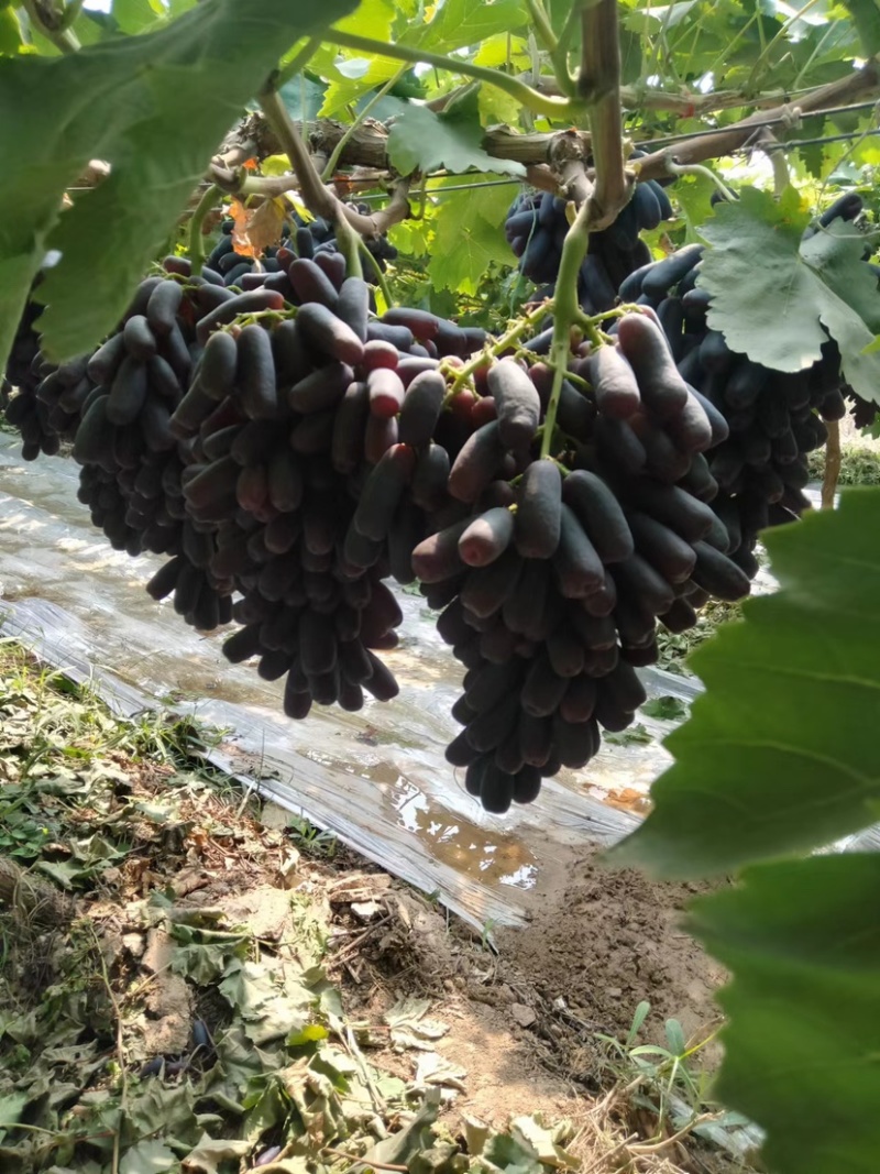 【甜蜜蓝宝石葡萄】种植大户量大从优产地直供
