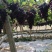 【甜蜜蓝宝石葡萄】种植大户量大从优产地直供