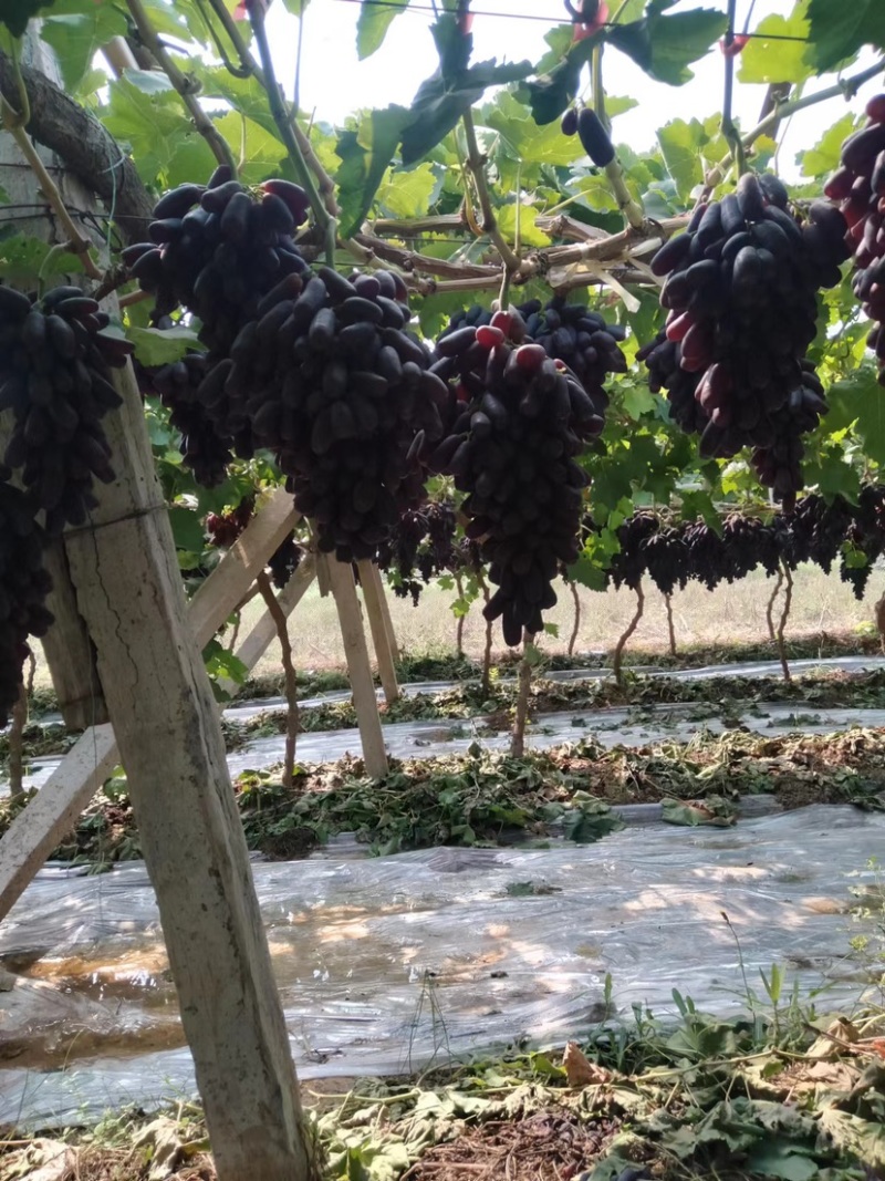 【甜蜜蓝宝石葡萄】种植大户量大从优产地直供