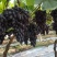 【甜蜜蓝宝石葡萄】种植大户量大从优产地直供