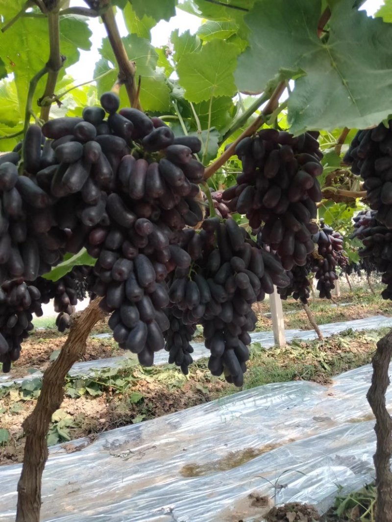 【甜蜜蓝宝石葡萄】种植大户量大从优产地直供
