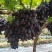 【甜蜜蓝宝石葡萄】种植大户量大从优产地直供