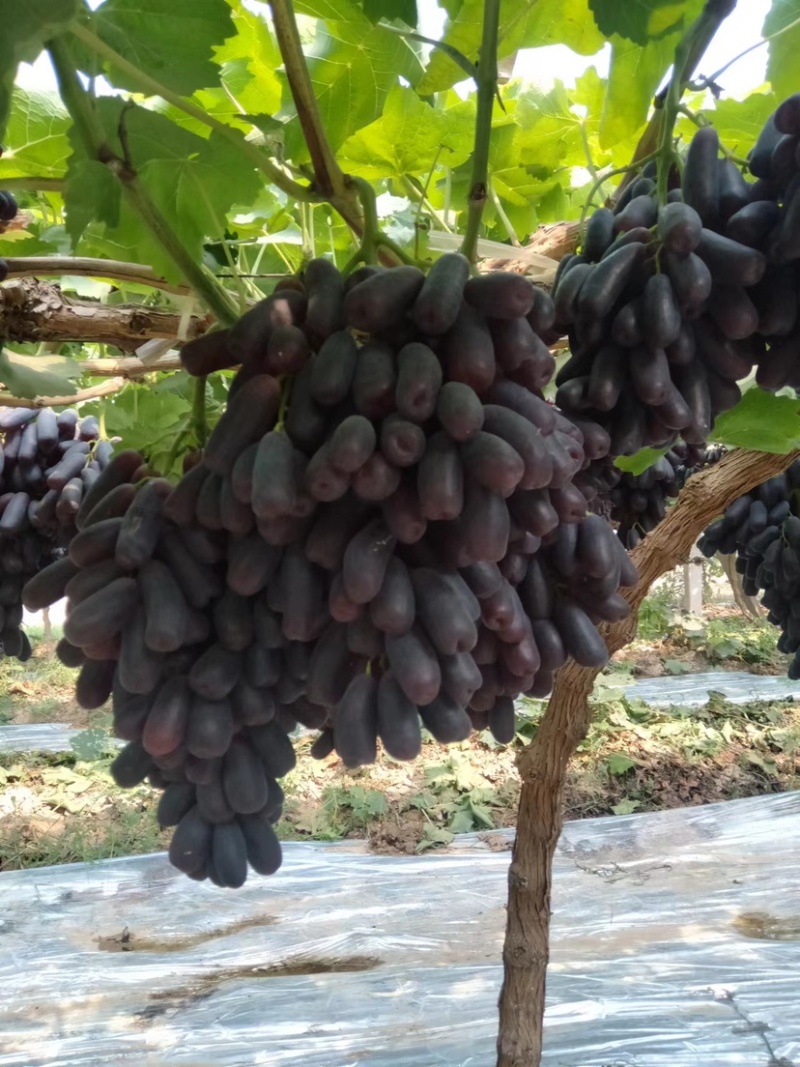 【甜蜜蓝宝石葡萄】种植大户量大从优产地直供