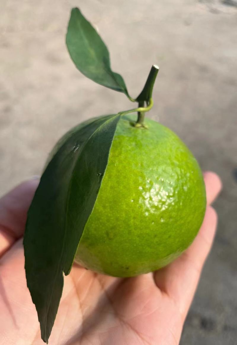 皇帝柑皮靓水多。