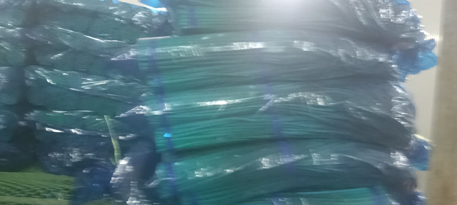 红菜苔品种对比图