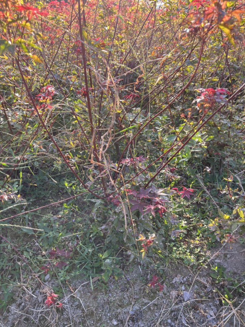 日本红枫红舞姬多杆丛生小苗，基地发货，诚信经营，质量保证