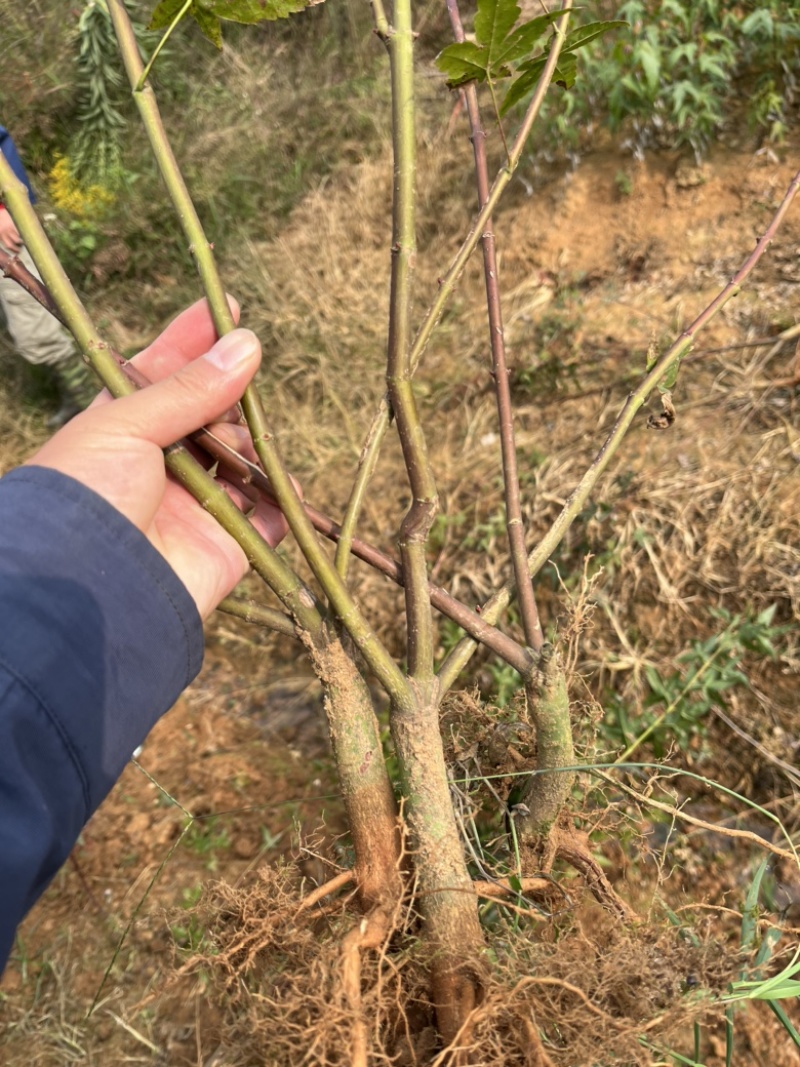 日本红枫红舞姬多杆丛生小苗，基地发货，诚信经营，质量保证