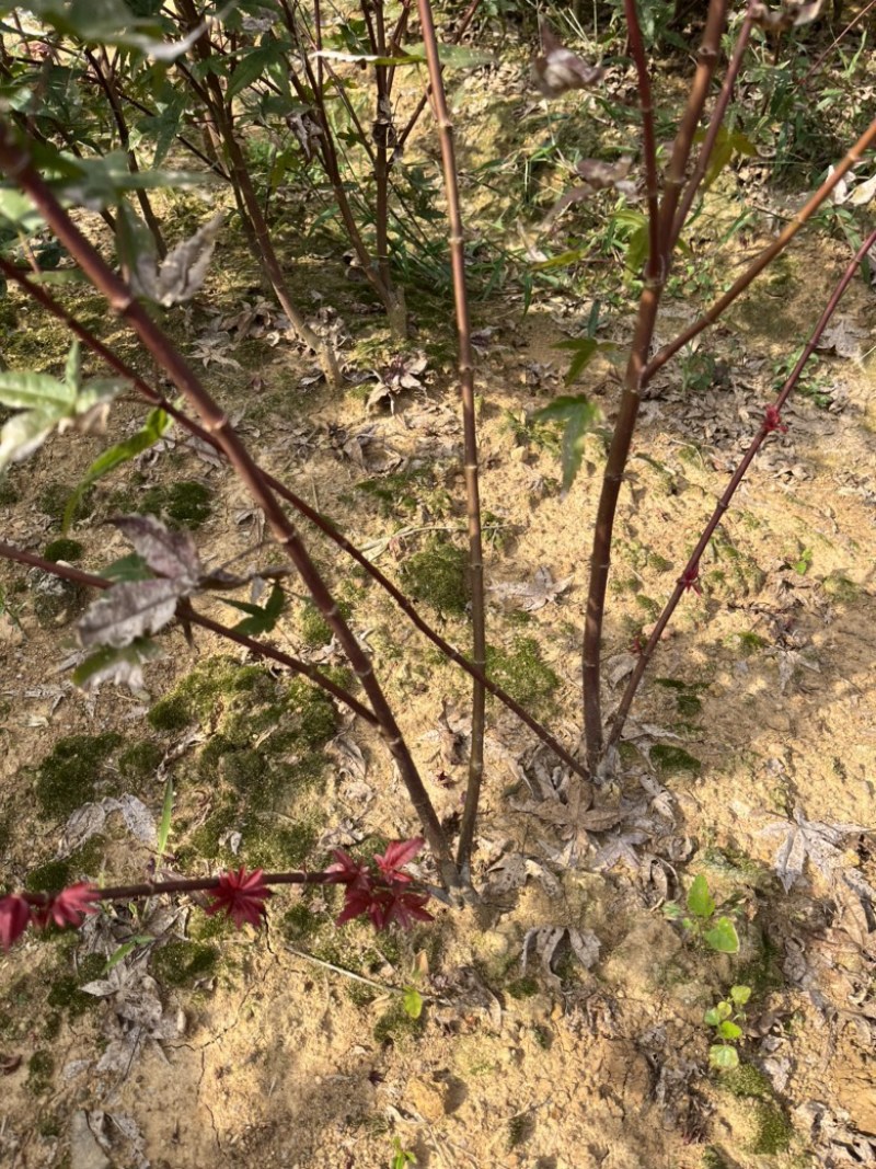 日本红枫红舞姬多杆丛生小苗，基地发货，诚信经营，质量保证