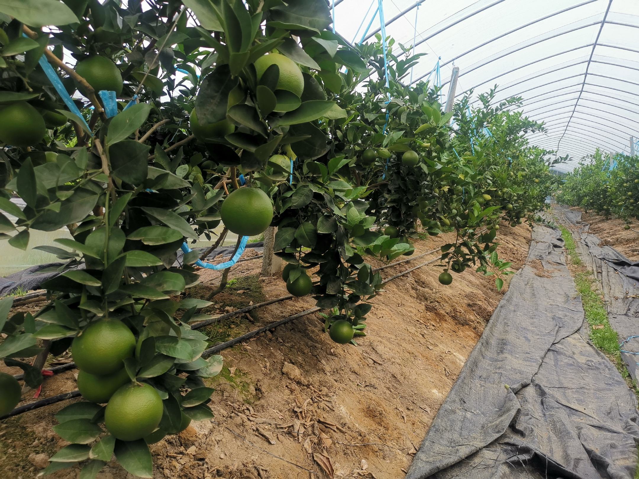 展示葡萄柚在温室环境下的种植方式 葡萄柚温室种植示意图