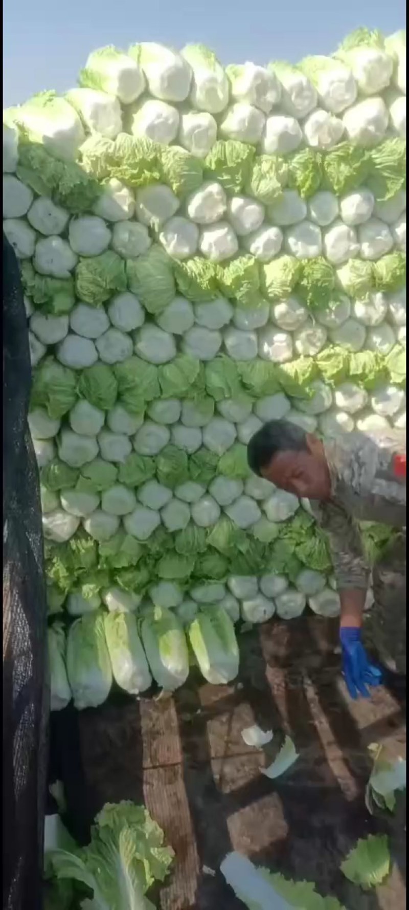 北京三号白菜，产地直供，形状好，颜色绿，无烧心，棵棵整齐