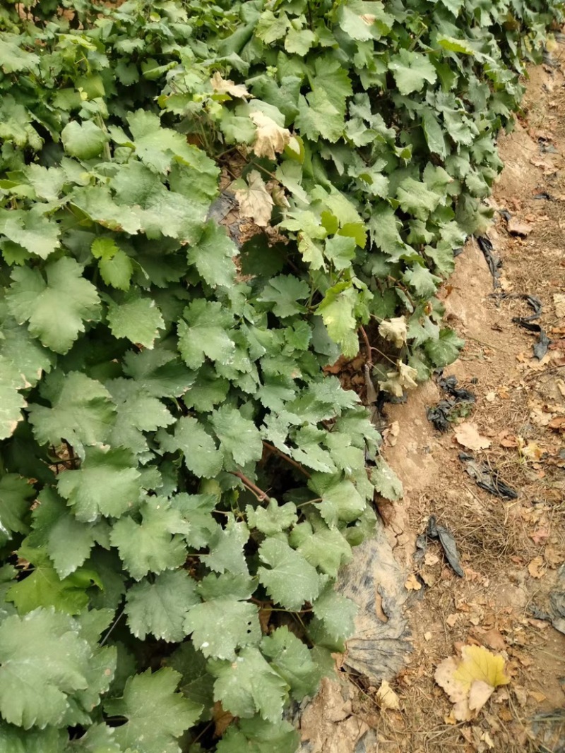 【葡萄苗】玉龙玫瑰葡萄苗，嫁接苗，质量保证