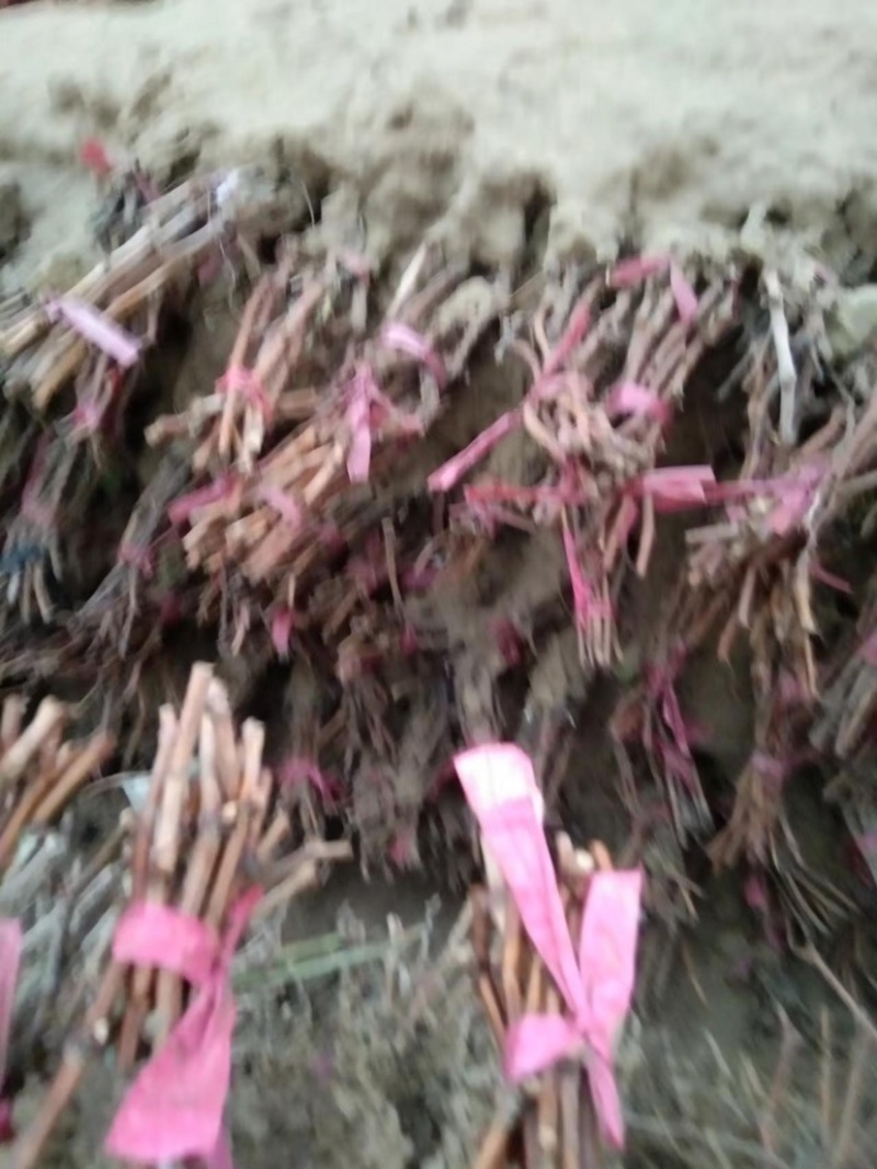 【葡萄苗】玉龙玫瑰葡萄苗，嫁接苗，质量保证