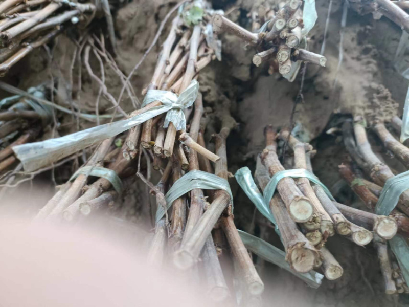 【葡萄苗】玉龙玫瑰葡萄苗，嫁接苗，质量保证