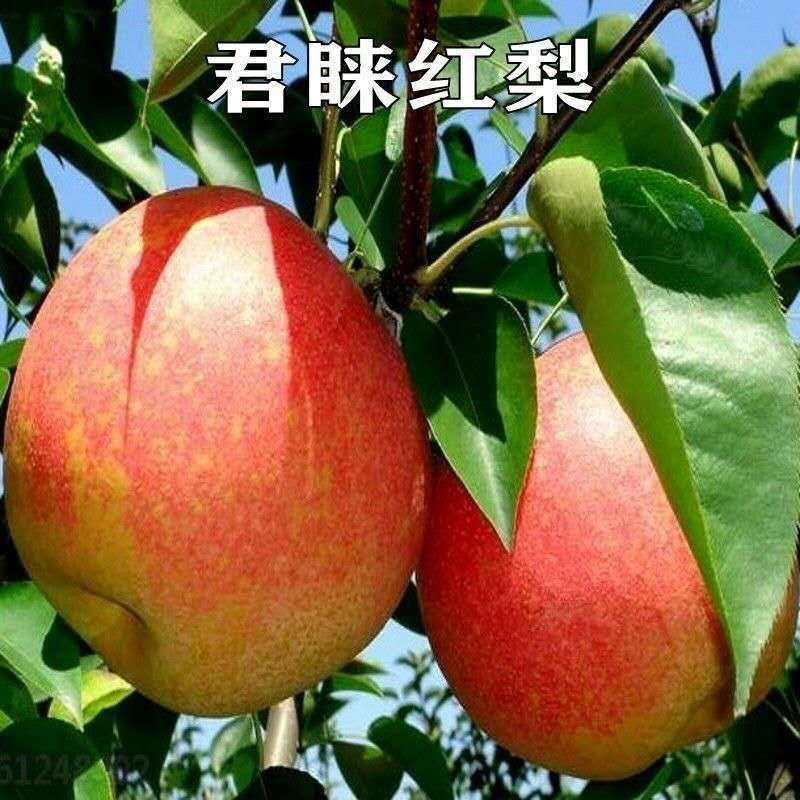 新品果树苗君睐红梨嫁接梨树苗当年结果南方北方地栽种植