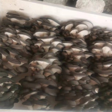 江苏鲜平菇精品小黑平菇灰平菇熟料栽培基地直供支持全国发货
