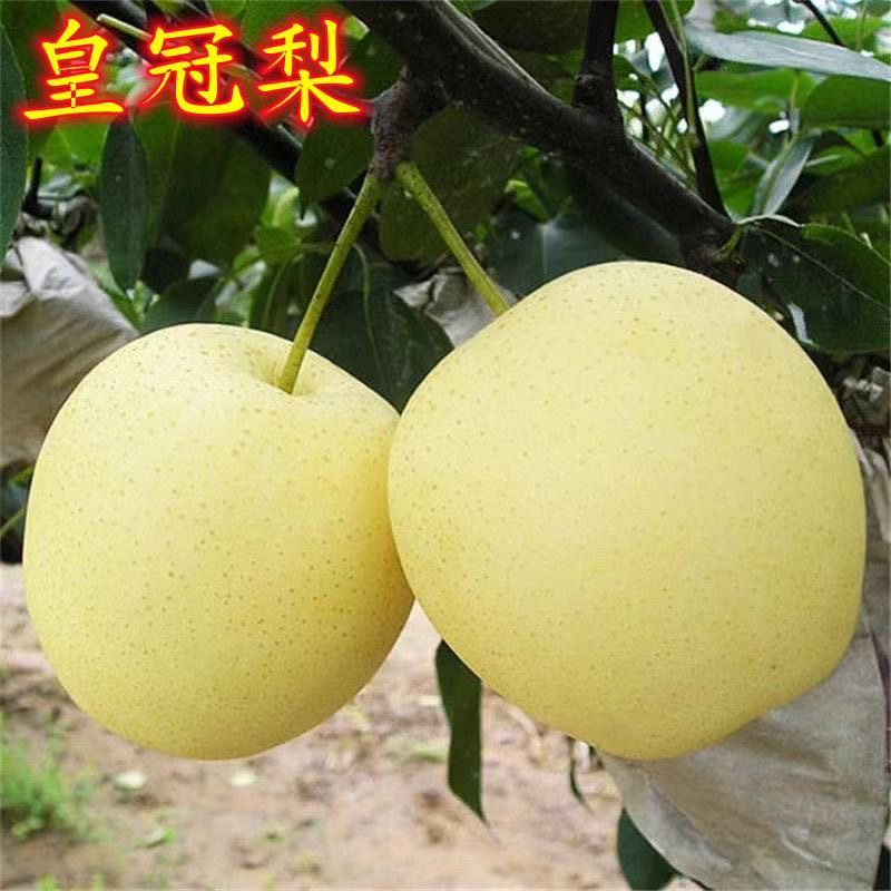 果树嫁接苗黄皇冠梨梨树苗南方北方种植地栽当年结果梨苗