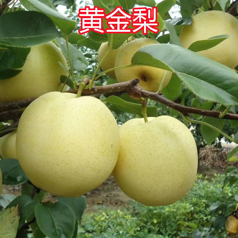果树苗红香梨苗秋月梨树嫁接苗梨树苗南北方种植当年结果