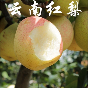 果树苗红香梨苗秋月梨树嫁接苗梨树苗南北方种植当年结果
