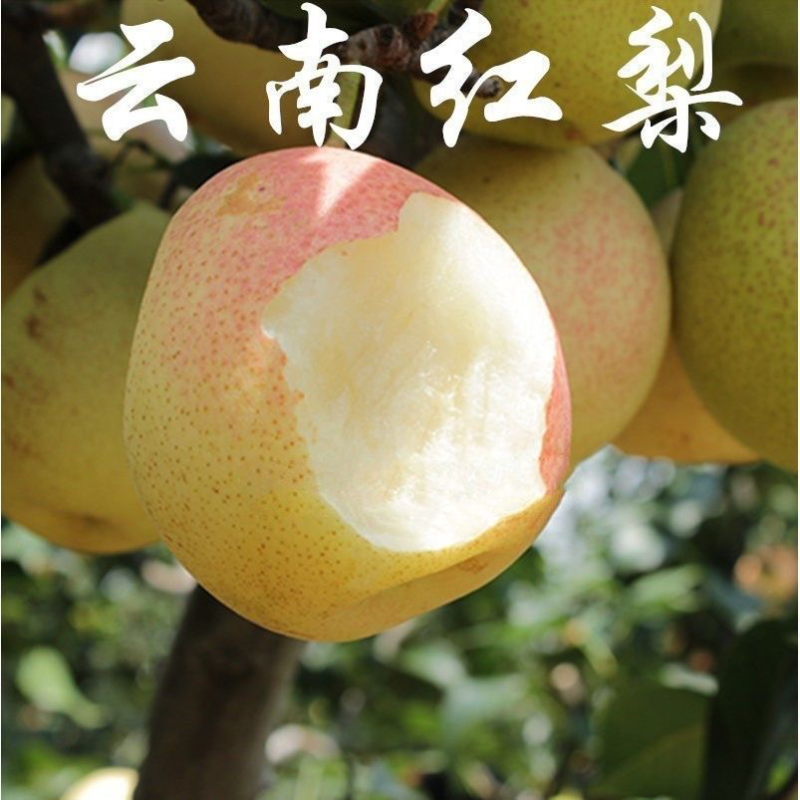 果树苗红香梨苗秋月梨树嫁接苗梨树苗南北方种植当年结果