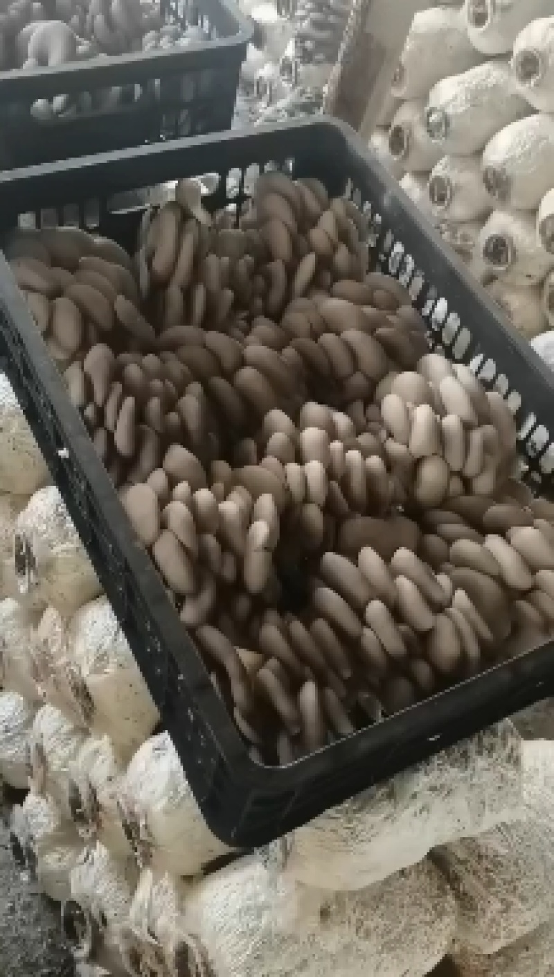 江苏鲜平菇精品小黑平菇灰平菇熟料栽培基地直供支持全国发货
